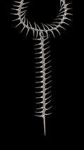 SPINE NECKLACE